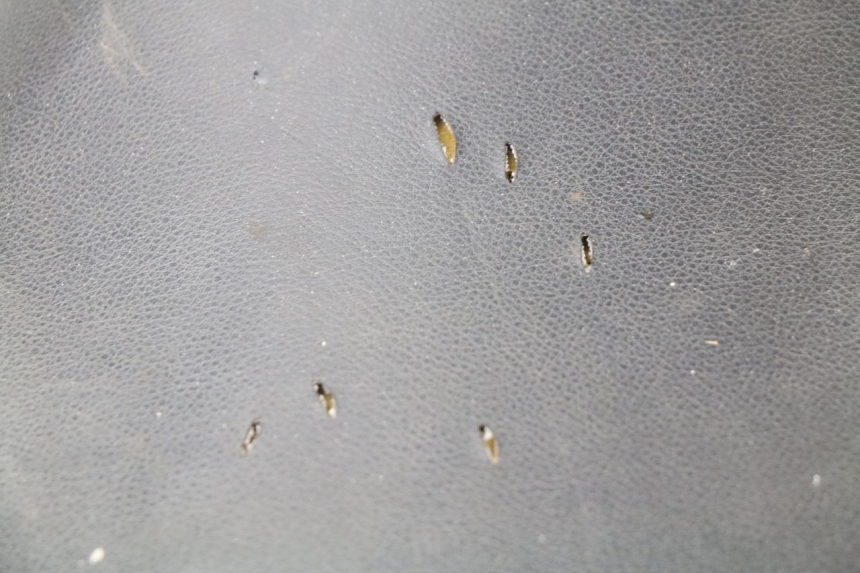photo de SEAT PEUGEOT ZENITH 50 (1994 - 1999)